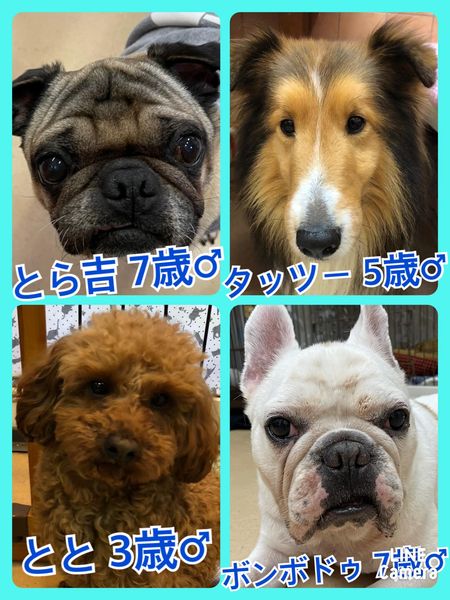 🐾今日の里親様募集中ワンコ🐶メンバーです🐾2022,3,29【保護犬カフェ天神橋店】